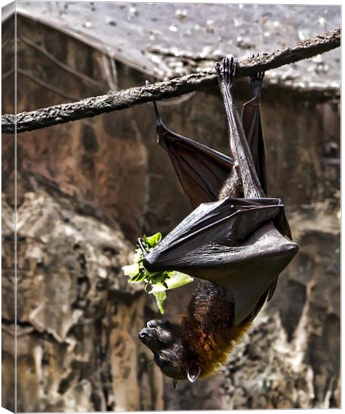 Hanging around for lunch Canvas Print by Northeast Images