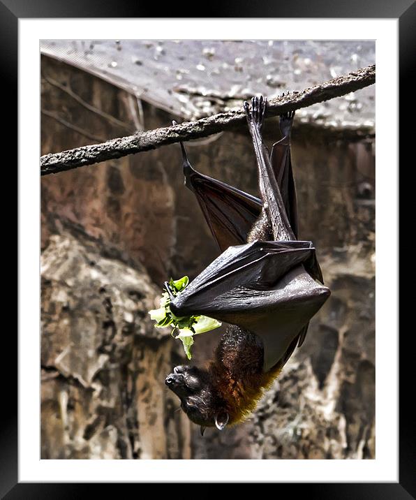 Hanging around for lunch Framed Mounted Print by Northeast Images