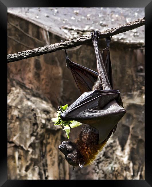 Hanging around for lunch Framed Print by Northeast Images