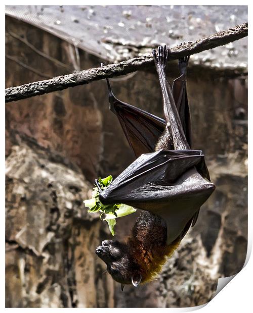Hanging around for lunch Print by Northeast Images