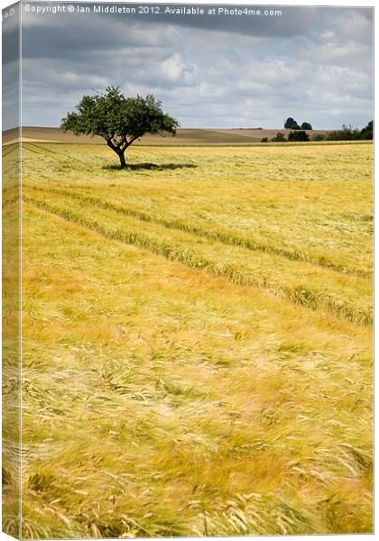 Solitary tree Canvas Print by Ian Middleton