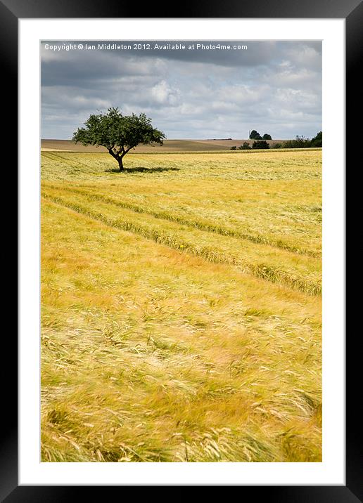 Solitary tree Framed Mounted Print by Ian Middleton