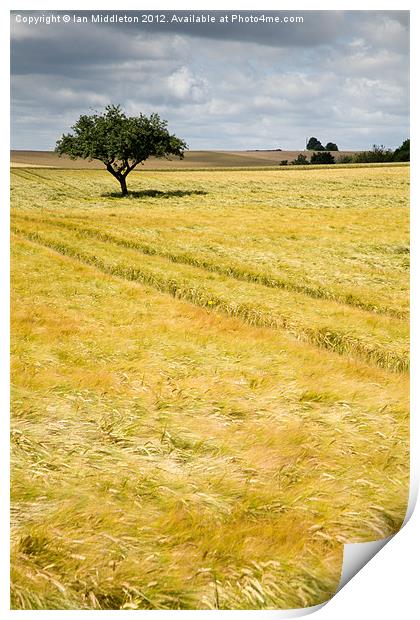 Solitary tree Print by Ian Middleton