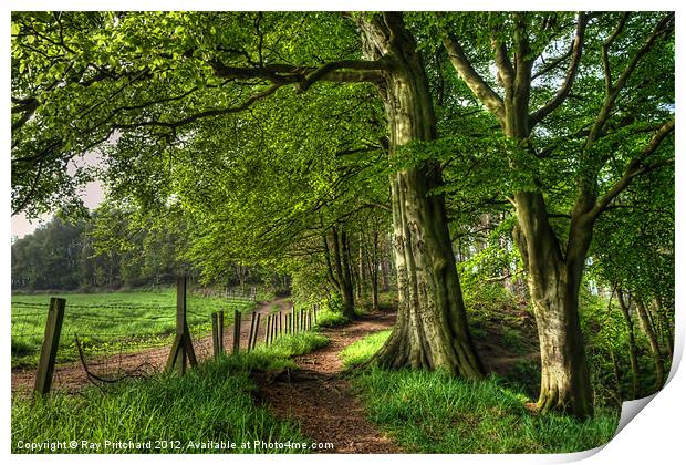 Ousbrough Woods Print by Ray Pritchard