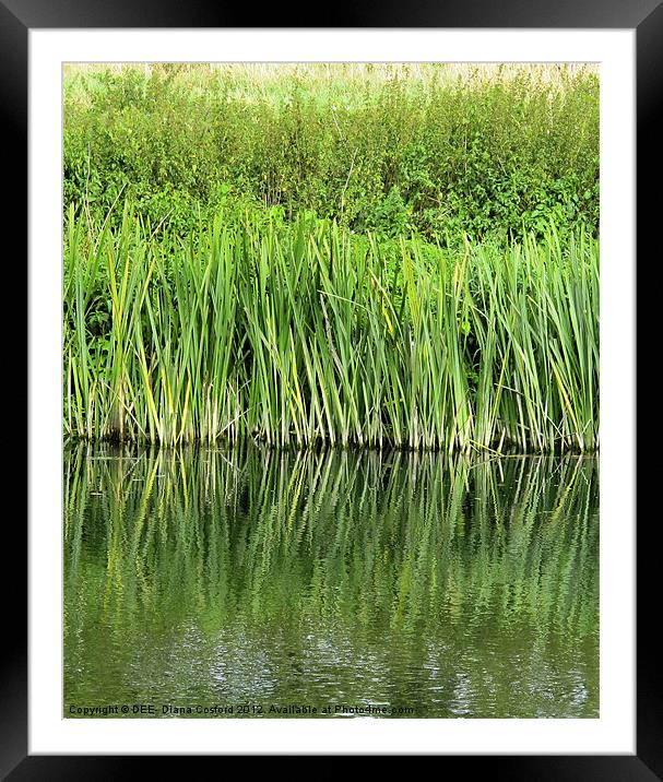 Water rushes, Box End Park Framed Mounted Print by DEE- Diana Cosford