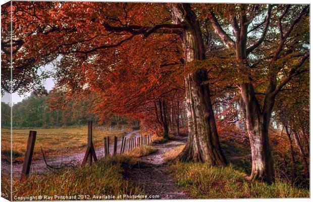 Ousbrough Woods-Autumnized Canvas Print by Ray Pritchard