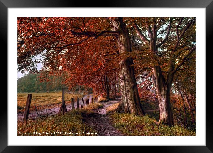 Ousbrough Woods-Autumnized Framed Mounted Print by Ray Pritchard