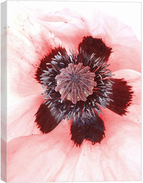 pink petals Canvas Print by Heather Newton