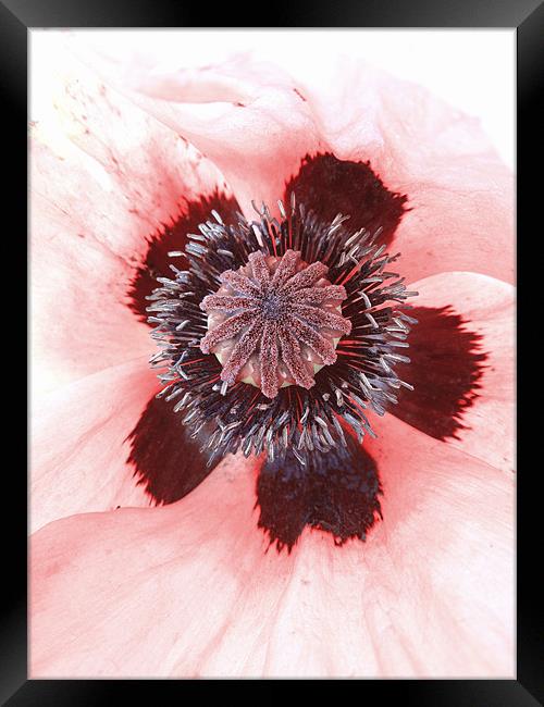 pink petals Framed Print by Heather Newton