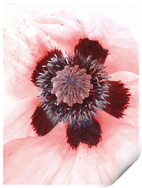 pink petals Print by Heather Newton