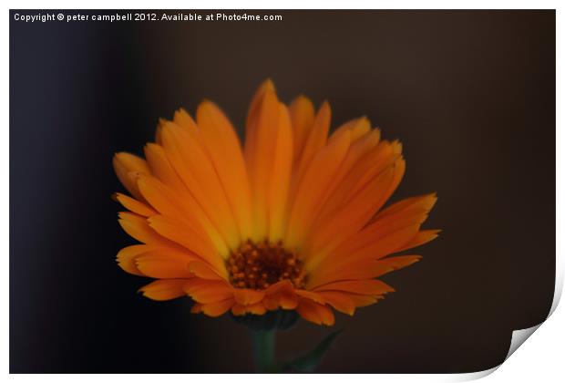 Flower Orange Print by peter campbell