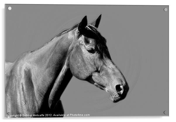 Horse Acrylic by Debbie Metcalfe