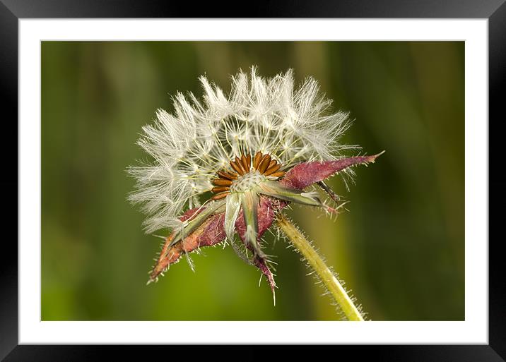 Blowing in the Wind Framed Mounted Print by Oliver Porter