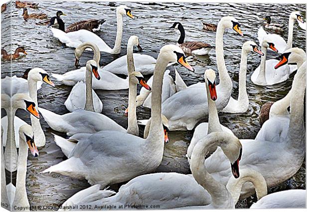 Swans at Bowness. Canvas Print by Lilian Marshall