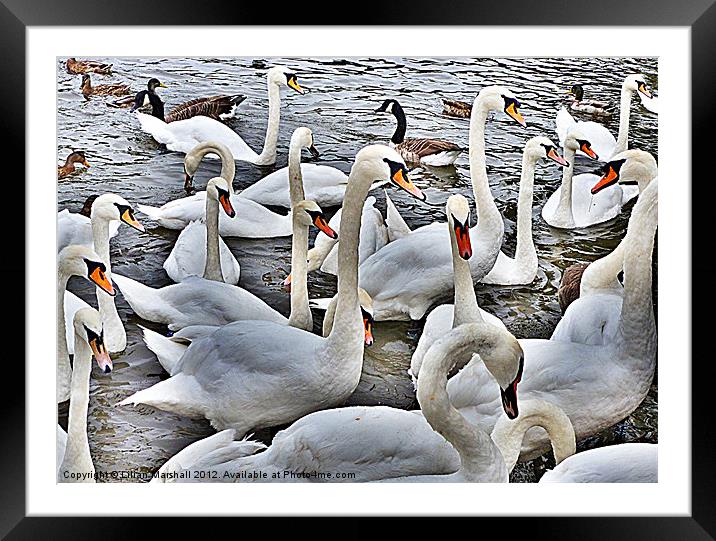 Swans at Bowness. Framed Mounted Print by Lilian Marshall