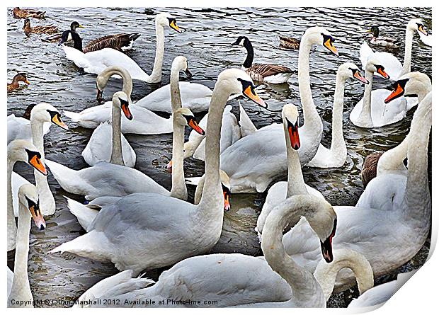 Swans at Bowness. Print by Lilian Marshall