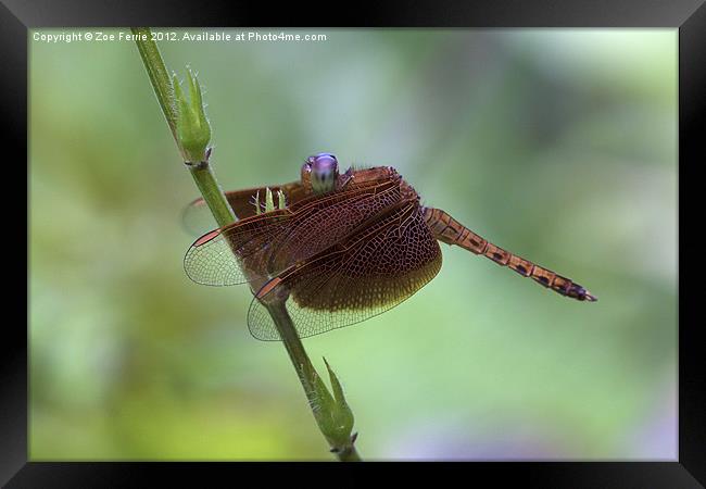 Dragonfly on a Leaf Framed Print by Zoe Ferrie