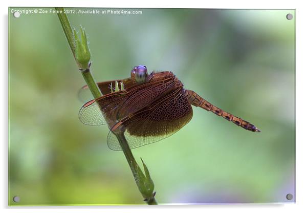 Dragonfly on a Leaf Acrylic by Zoe Ferrie