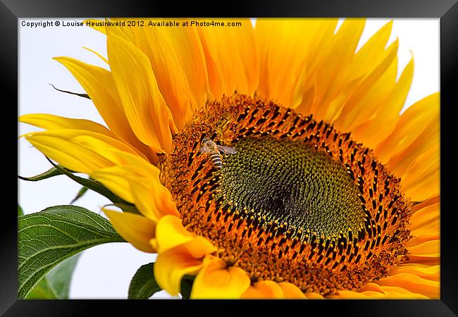 Sunflower with Bee Framed Print by Louise Heusinkveld