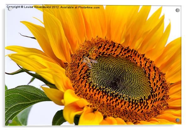 Sunflower with Bee Acrylic by Louise Heusinkveld