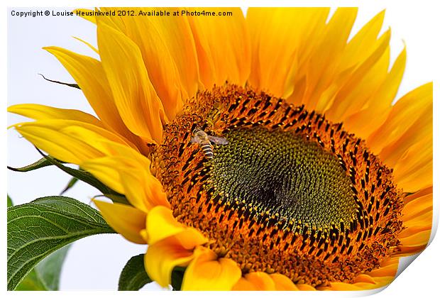 Sunflower with Bee Print by Louise Heusinkveld