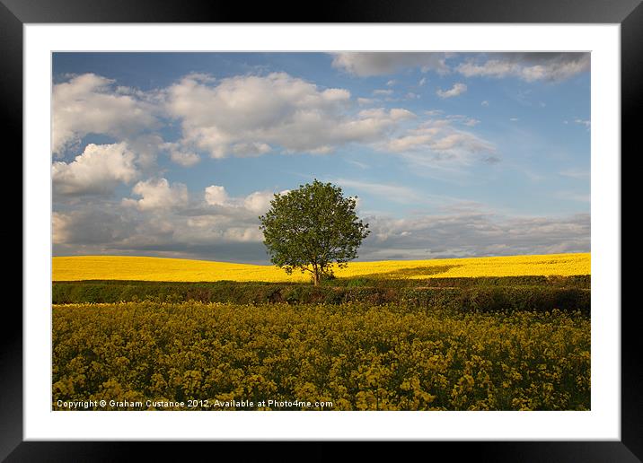Lone Tree, Chilterns Framed Mounted Print by Graham Custance
