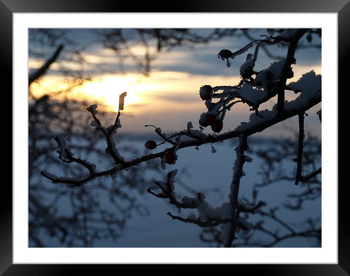 Winter decoration Framed Mounted Print by Dominic Hornsby