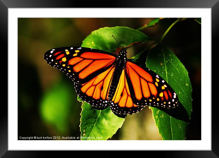 Monarch Framed Mounted Print by kurt bolton