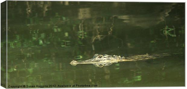 American Alligator Canvas Print by Susan Medeiros
