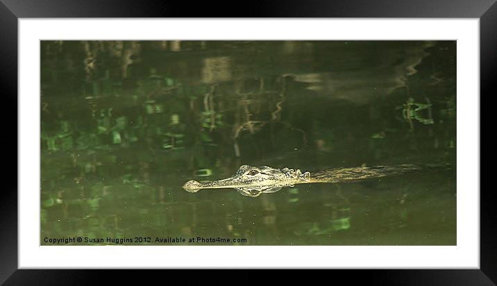 American Alligator Framed Mounted Print by Susan Medeiros