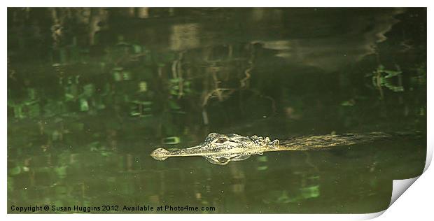 American Alligator Print by Susan Medeiros