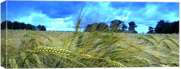 Barley fields Canvas Print by John Boekee