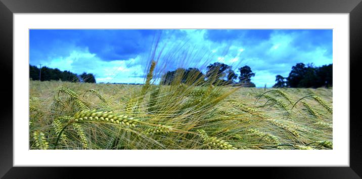 Barley fields Framed Mounted Print by John Boekee