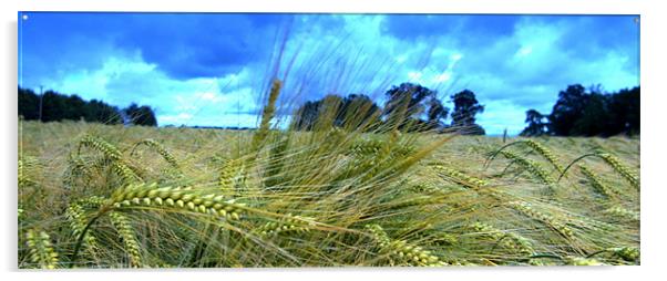 Barley fields Acrylic by John Boekee