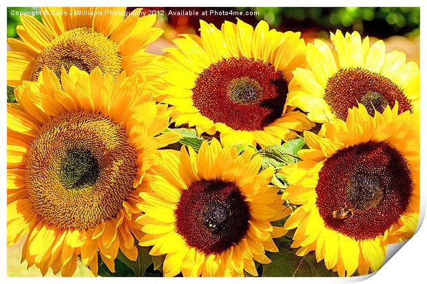 A Vase Of Sunflowers Print by Colin Williams Photography