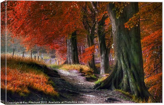 Ousbrough Woods-Autumnized 2 Canvas Print by Ray Pritchard