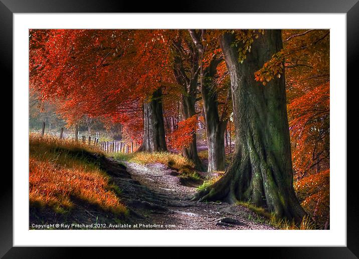 Ousbrough Woods-Autumnized 2 Framed Mounted Print by Ray Pritchard
