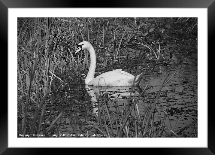 Swan At RSPB Minsmere, Dunwich. Framed Mounted Print by Darren Burroughs