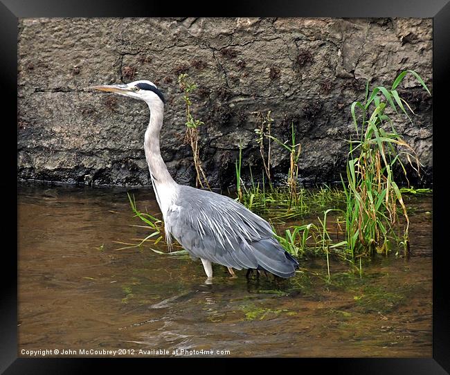 River Suir Heron Framed Print by John McCoubrey