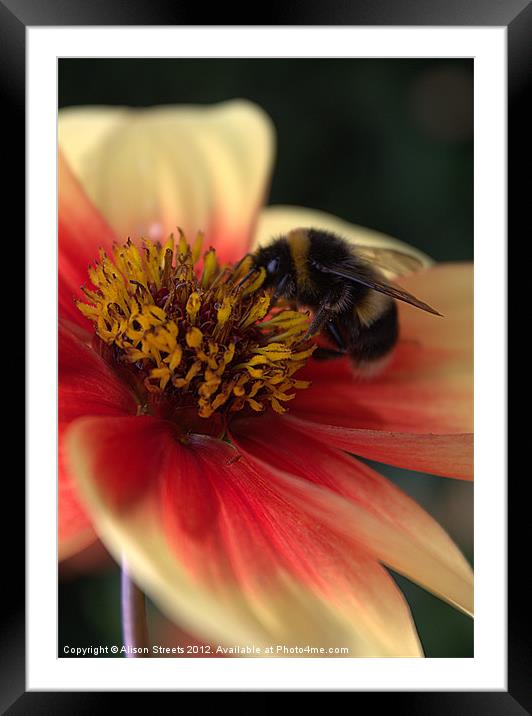 Bumble Bee Framed Mounted Print by Alison Streets