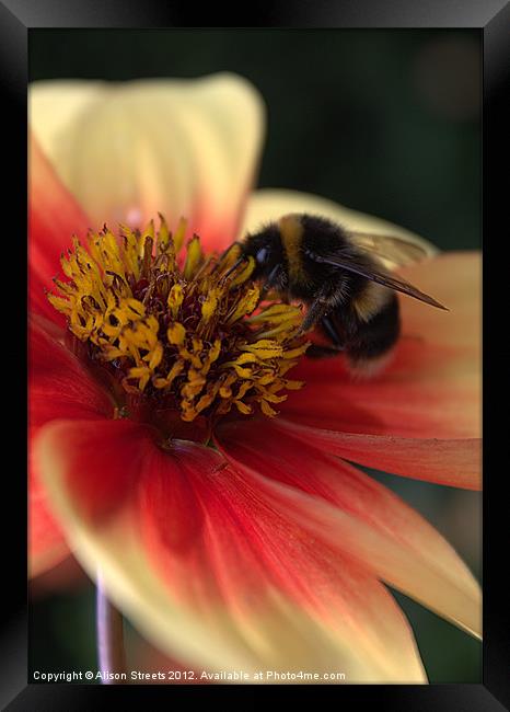 Bumble Bee Framed Print by Alison Streets