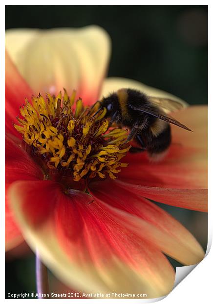Bumble Bee Print by Alison Streets