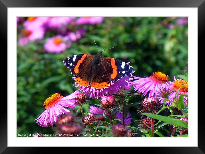RED ADMIRAL Framed Mounted Print by David Atkinson
