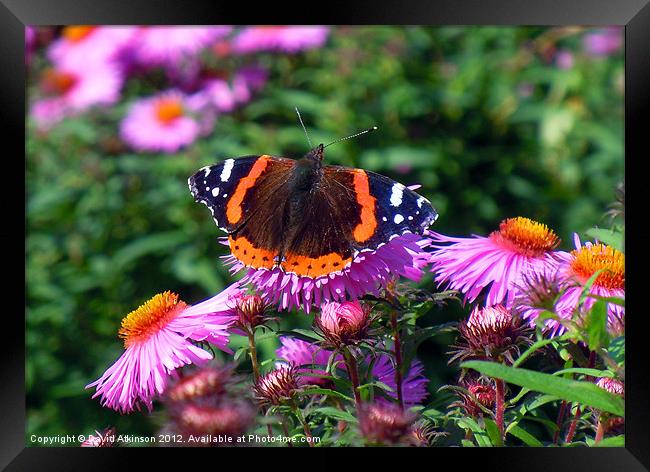 RED ADMIRAL Framed Print by David Atkinson