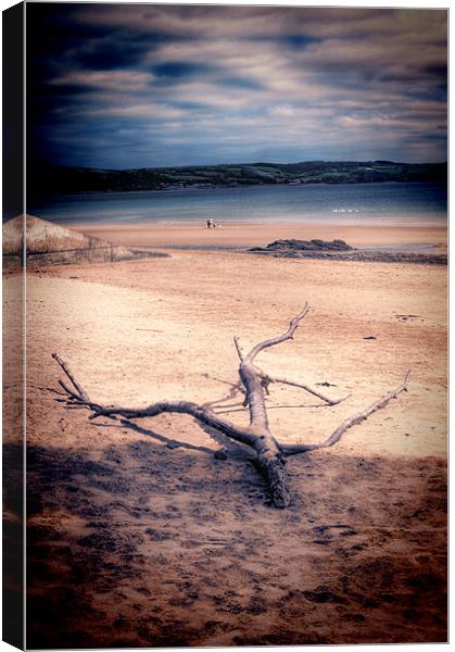 Driftwood Canvas Print by Steve Purnell