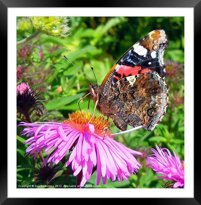 BUTTERFLY SIDE VIEW Framed Mounted Print by David Atkinson