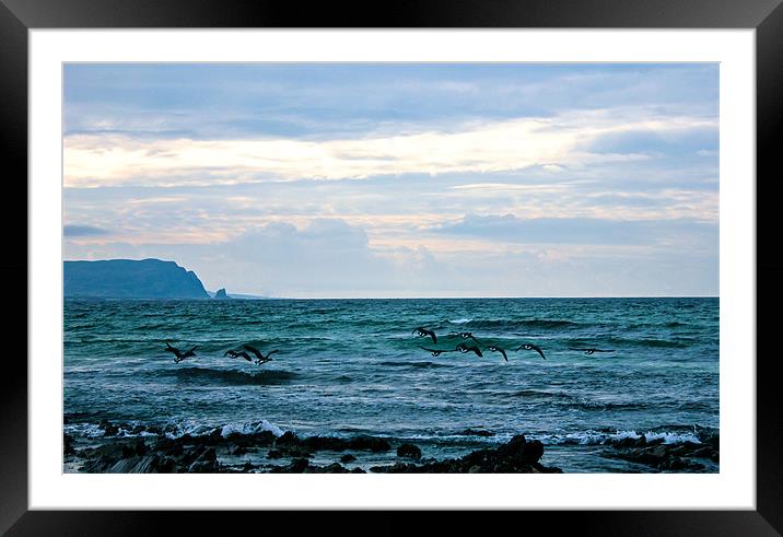 birds take flight over northern Irish coast Framed Mounted Print by Thomas Lynch