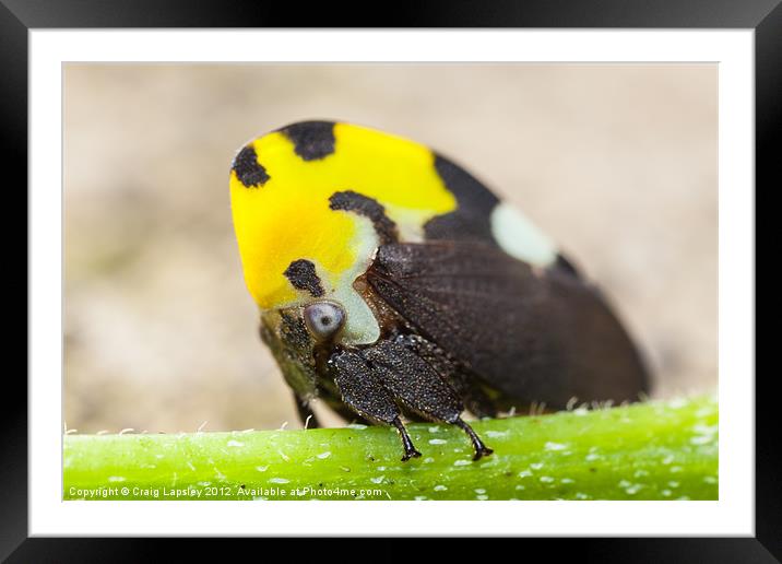 colourful treehopper Framed Mounted Print by Craig Lapsley