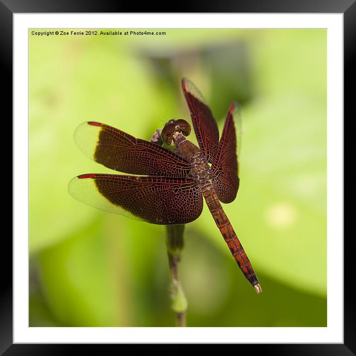 Macro photograph of a Dragonfly on a Leaf Framed Mounted Print by Zoe Ferrie