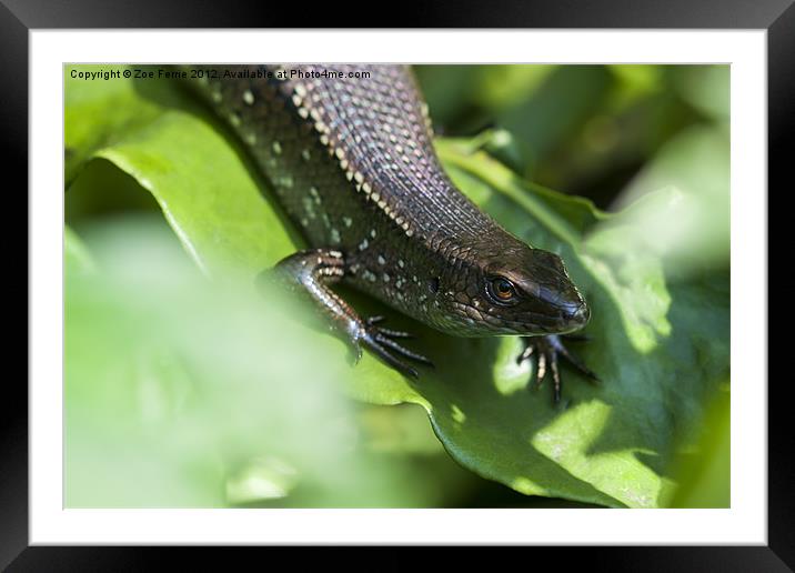 Macro photograph of a common sun skink taken in Ma Framed Mounted Print by Zoe Ferrie